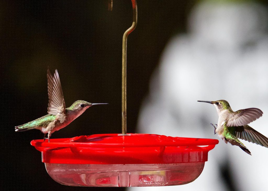 How Hummingbirds Select Feeders